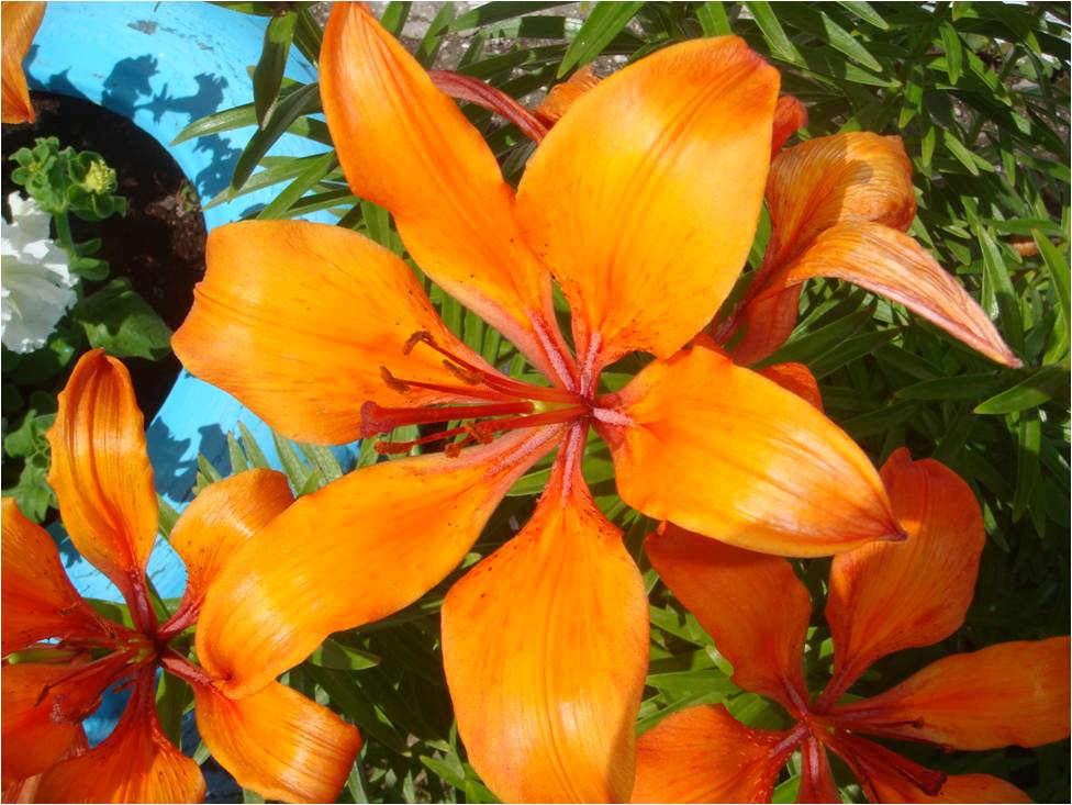 Изображение особи Lilium pensylvanicum.