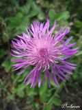 Centaurea jacea ssp. substituta