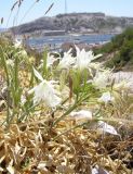 Pancratium maritimum