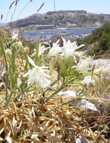 Изображение особи Pancratium maritimum.