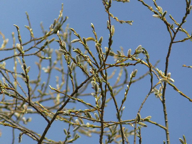 Изображение особи Salix udensis.