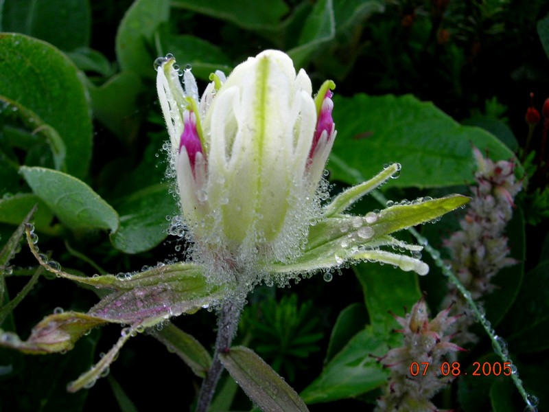 Изображение особи Castilleja pavlovii.