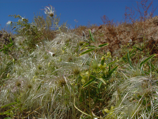 Image of Clematis orientalis specimen.