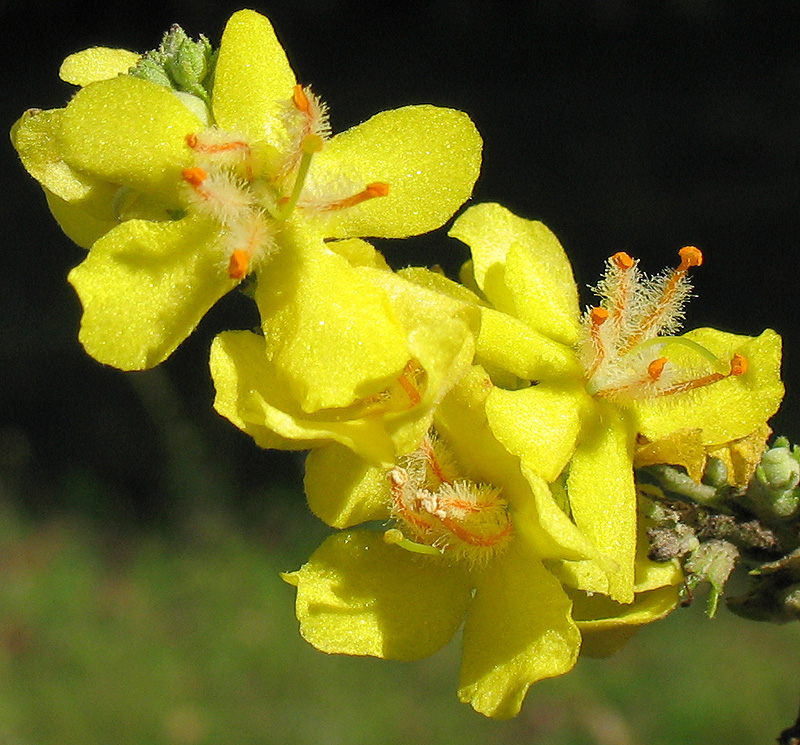 Image of Verbascum lychnitis specimen.