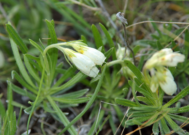 Image of Onosma simplicissima specimen.