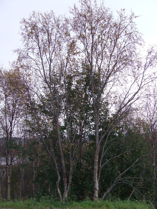 Image of Betula concinna specimen.
