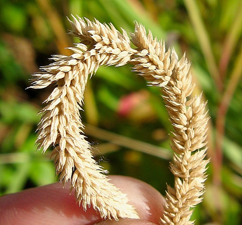 Image of Phleum phleoides specimen.