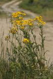 Senecio jacobaea