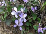 Viola rupestris