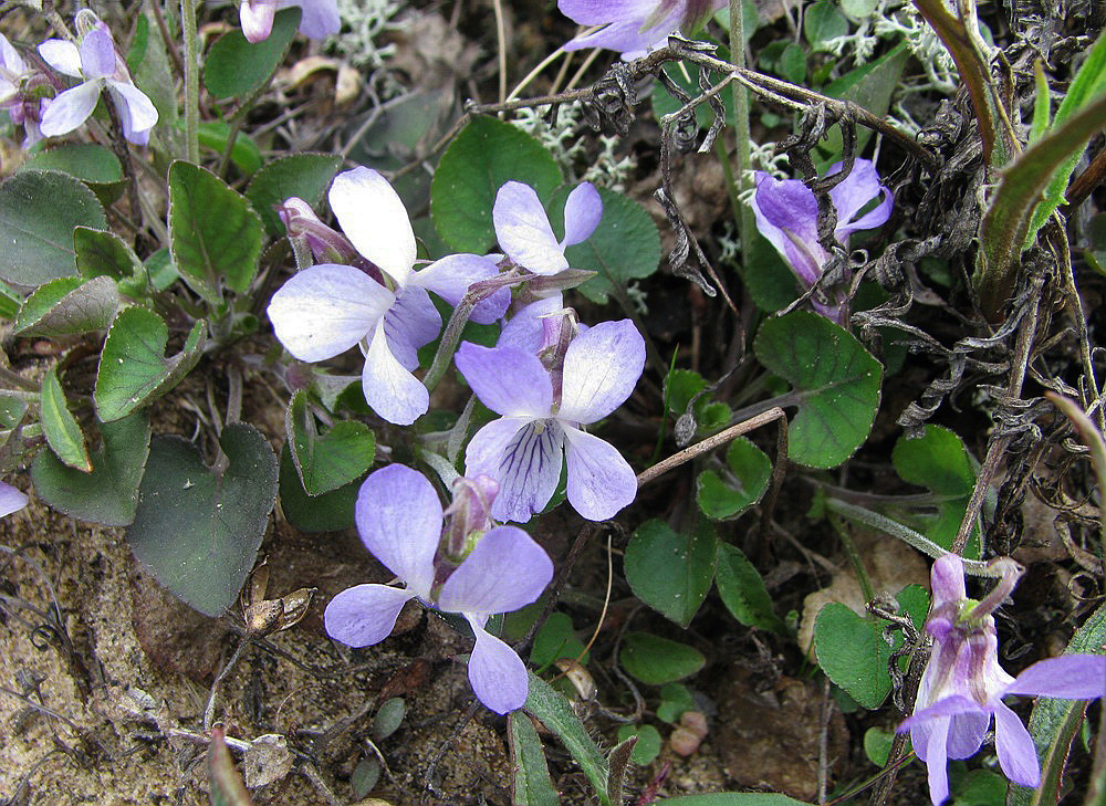 Image of Viola rupestris specimen.