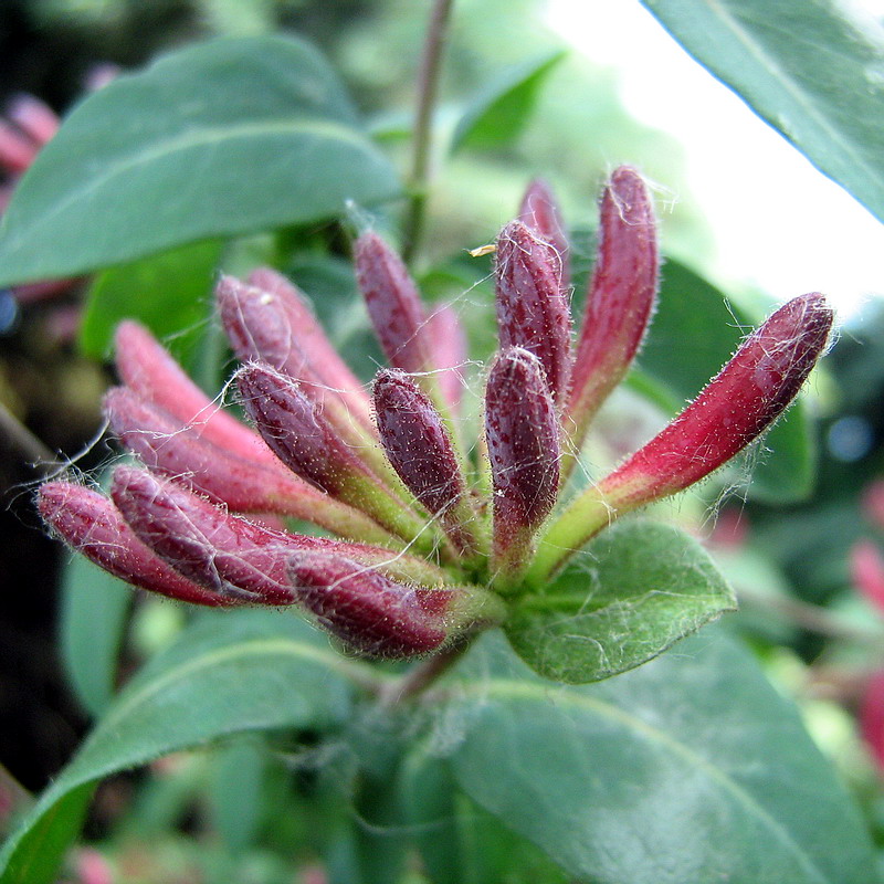 Image of genus Lonicera specimen.