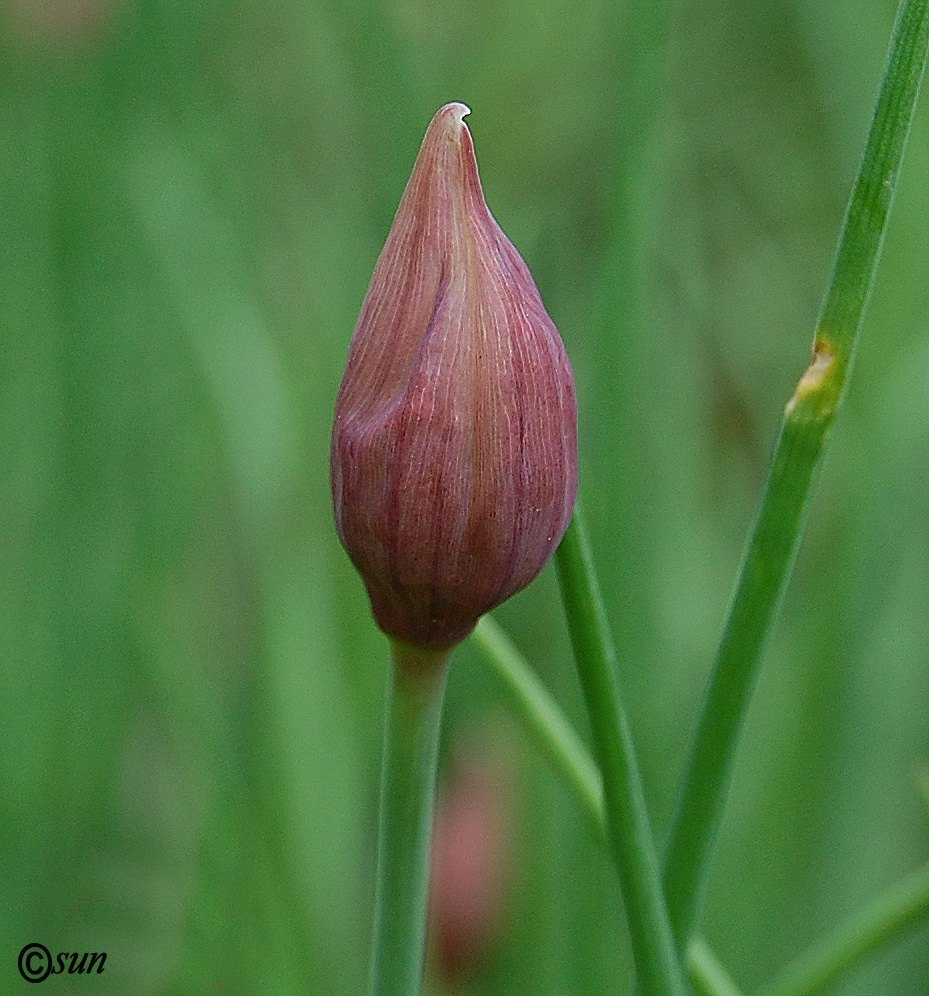 Изображение особи Allium schoenoprasum.