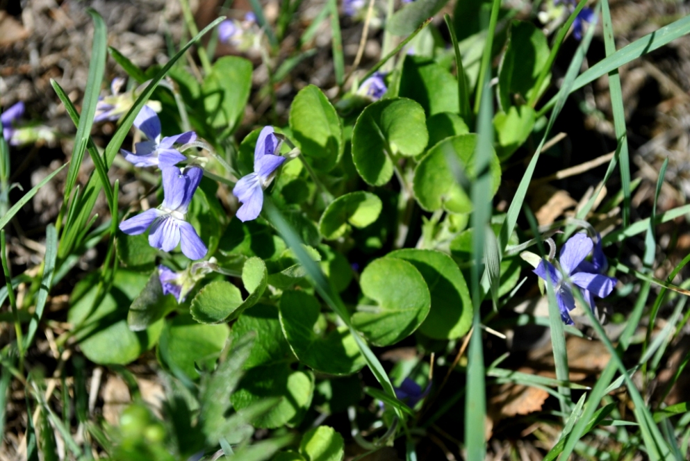 Изображение особи Viola rupestris.