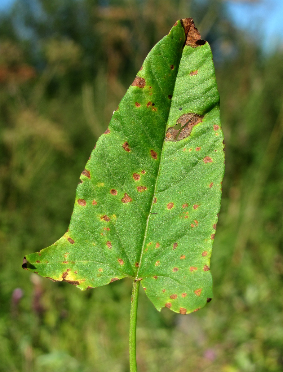 Image of Convolvulus arvensis specimen.