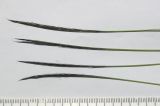 Nardus stricta