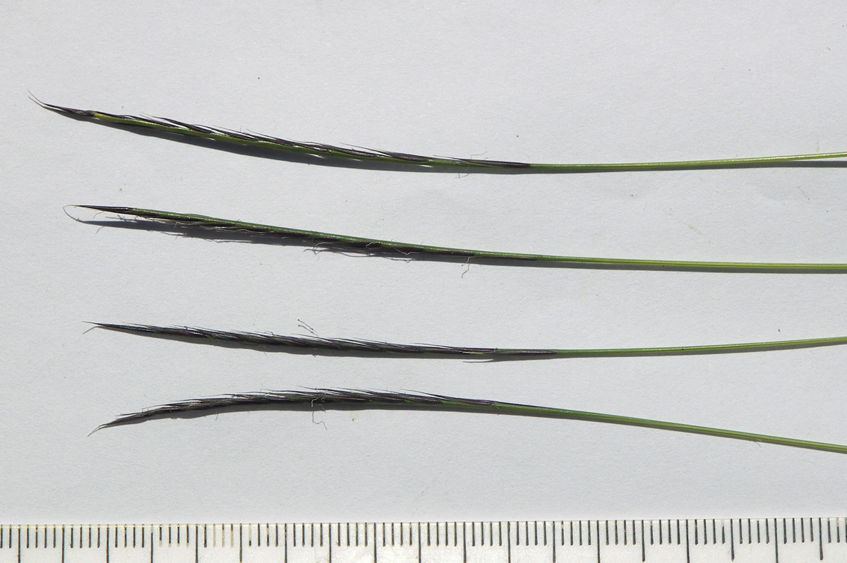 Image of Nardus stricta specimen.