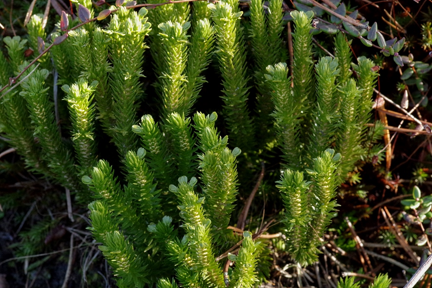 Image of Huperzia appressa specimen.