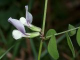 Vicia grandiflora. Часть побега с цветком, основанием листа и кормящимися(?) муравьями. Черногория, окр. пос. Пржно (Pržno), придорожный маквис. 17.10.2014.