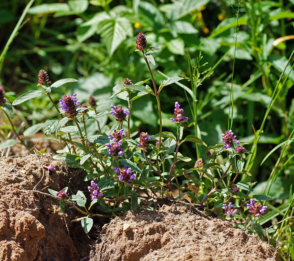 Image of Prunella vulgaris specimen.