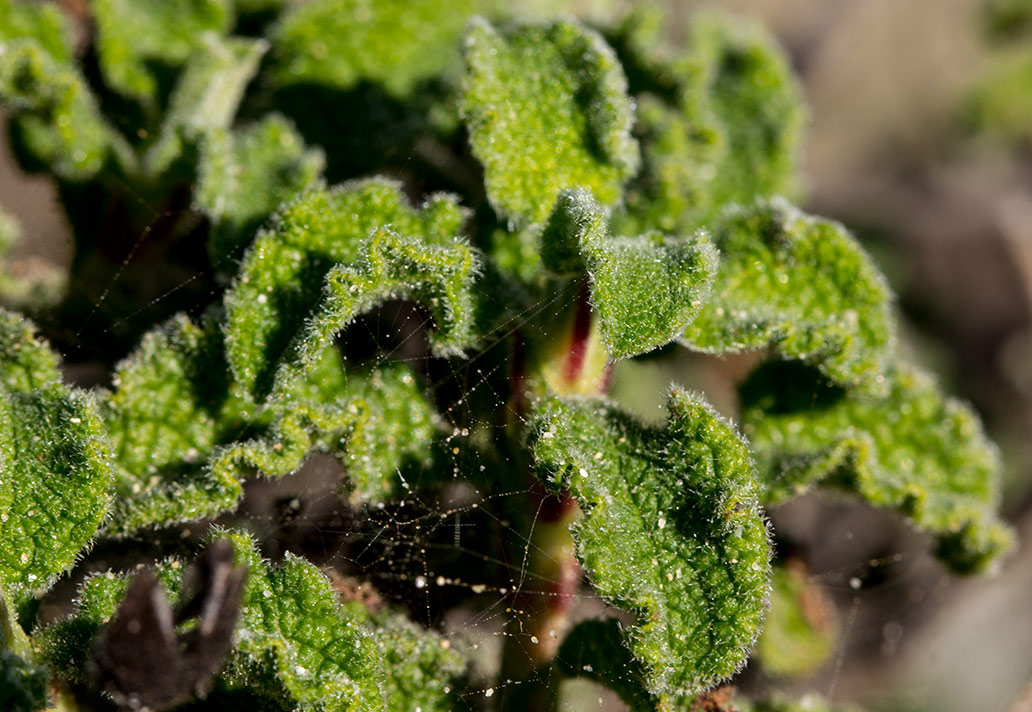 Изображение особи Cistus creticus.