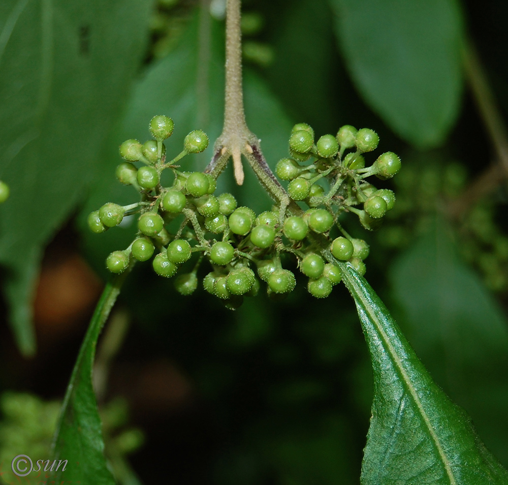 Image of Callicarpa bodinieri specimen.