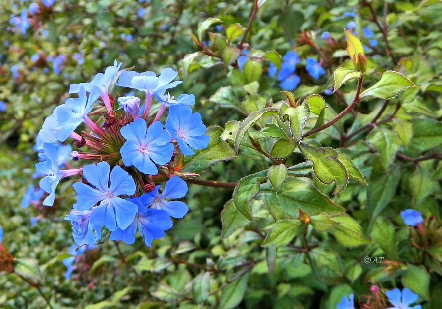 Изображение особи Ceratostigma plumbaginoides.