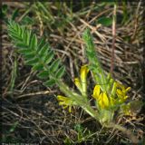 Astragalus exscapus. Цветущее растение. Чешская республика, Южная Моравия, национальный природный резерват Pouzdřanská step - Kolby, луговая степь. 02.05.2008.