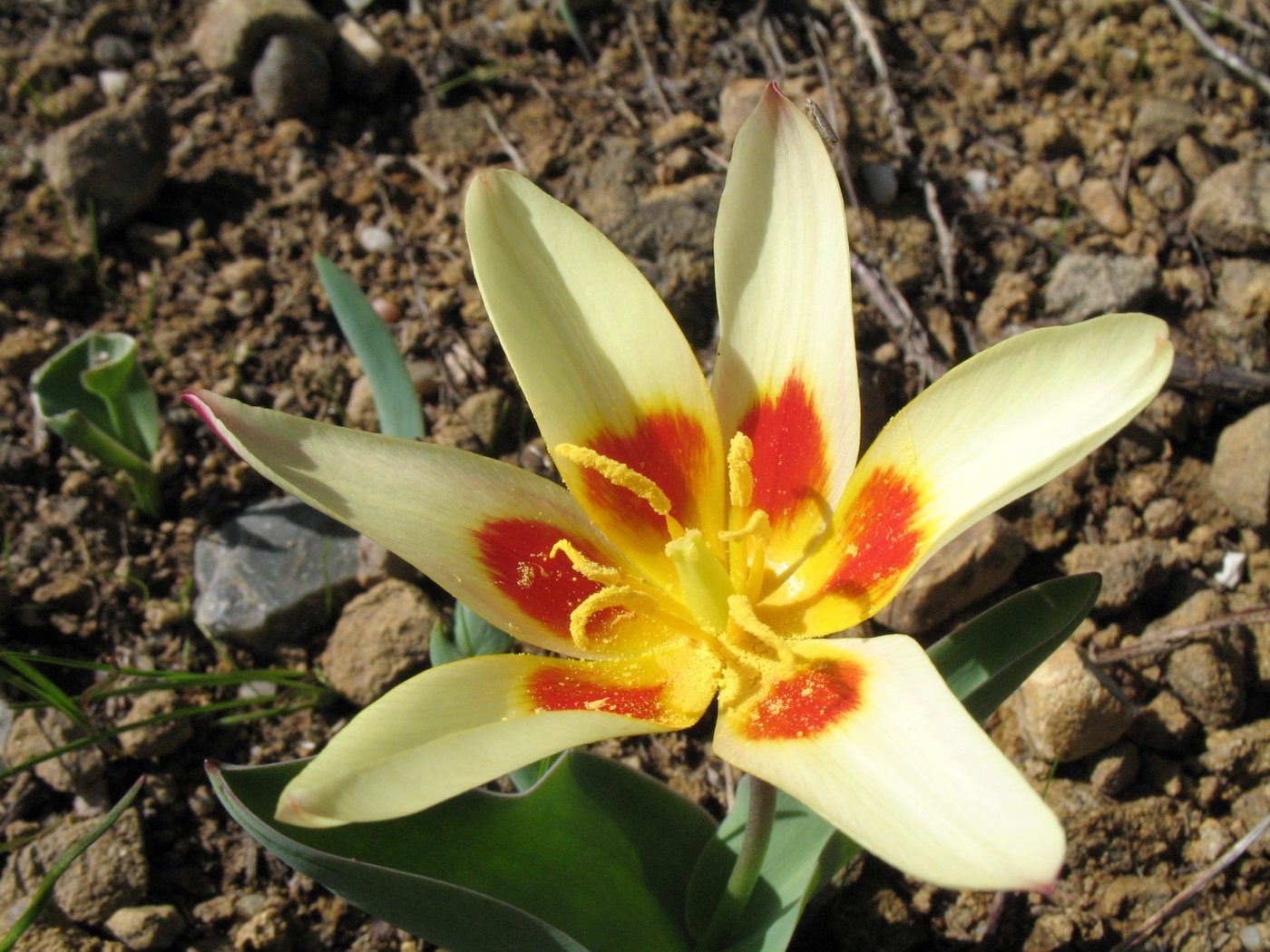 Image of Tulipa berkariensis specimen.