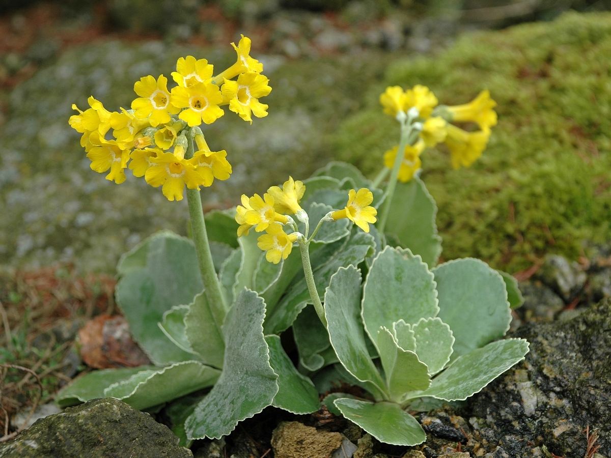 Image of Primula auricula specimen.