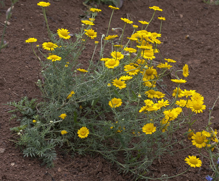 Изображение особи Anthemis tinctoria.