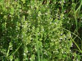 genus Euphrasia