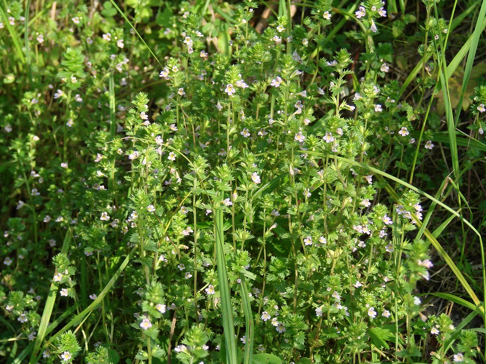 Image of genus Euphrasia specimen.