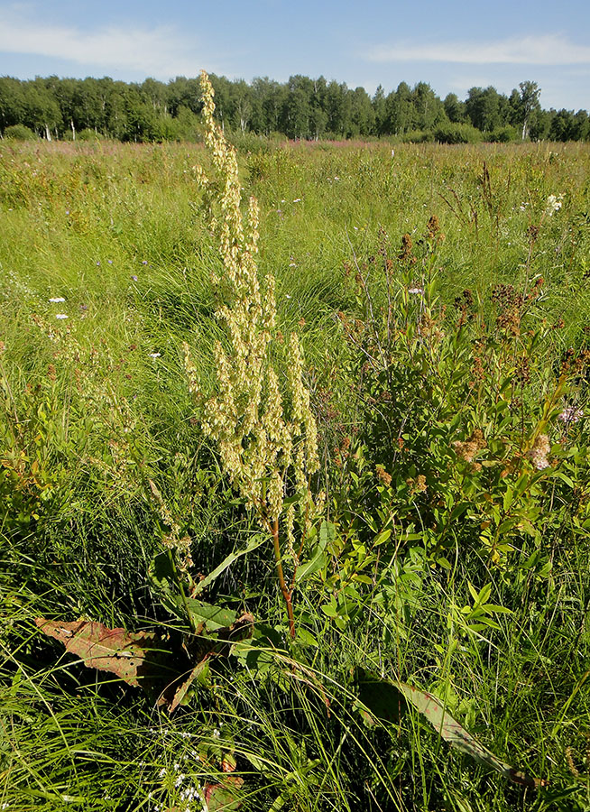 Изображение особи Rumex aquaticus.