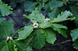 Quercus mongolica. Верхушка ветви с плодами. Приморье, Хасанский р-н, полуостров Гамова, окр. мыса Гамова, широколиственный лес. 28.08.2015.