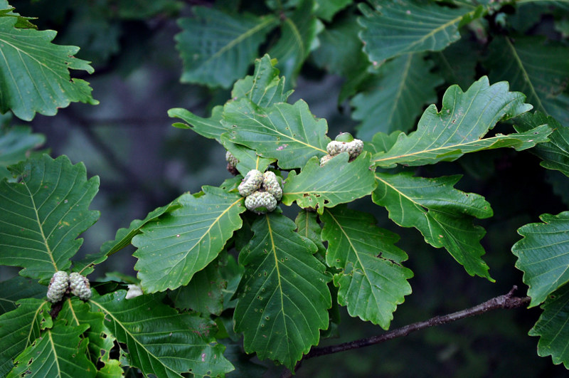 Изображение особи Quercus mongolica.