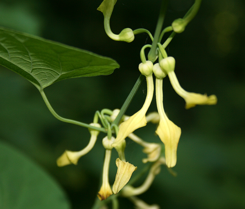 Изображение особи Aristolochia clematitis.