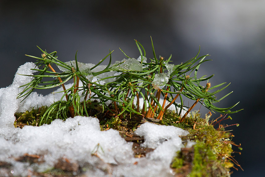 Изображение особи Pinus sibirica.