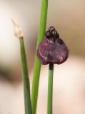 Allium atrosanguineum. Соцветие и листья. Мурманск, МГГУ, в культуре. 27.05.2015.