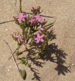 Centaurium erythraea subspecies turcicum. Цветущее растение. Краснодарский край, Анапский муниципалитет, село Витязево, основание дюны Витязевской косы. 06.08.2014.