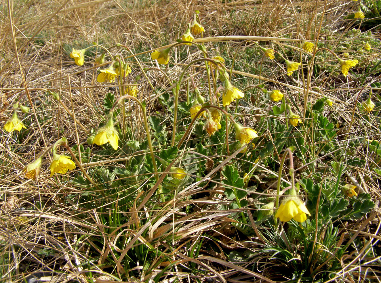 Изображение особи Coluria geoides.