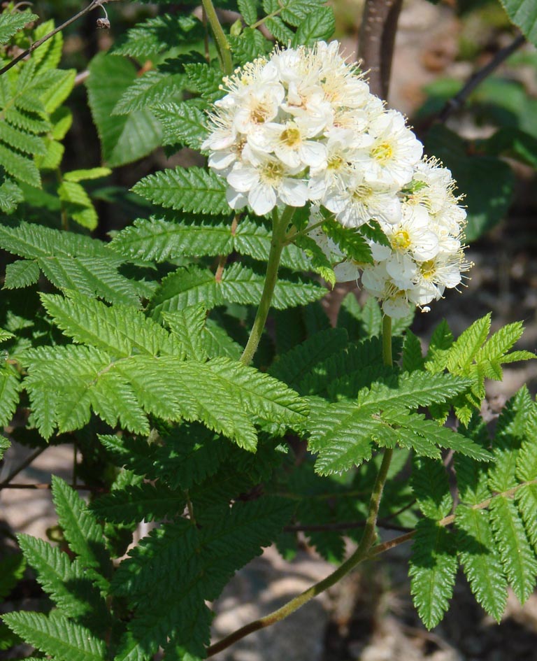 Image of Sorbaria grandiflora specimen.