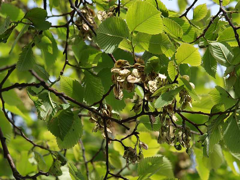 Изображение особи Ulmus laevis.