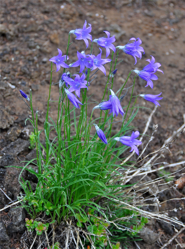 Изображение особи Campanula turczaninovii.