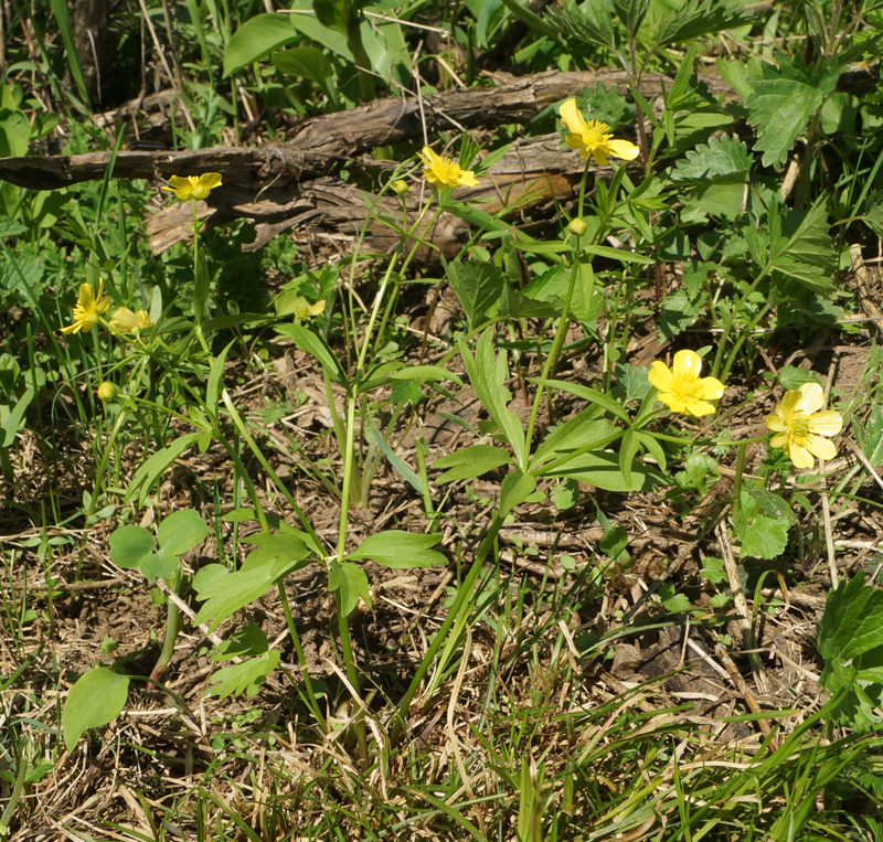 Image of Ranunculus krylovii specimen.