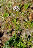 Valeriana capitata