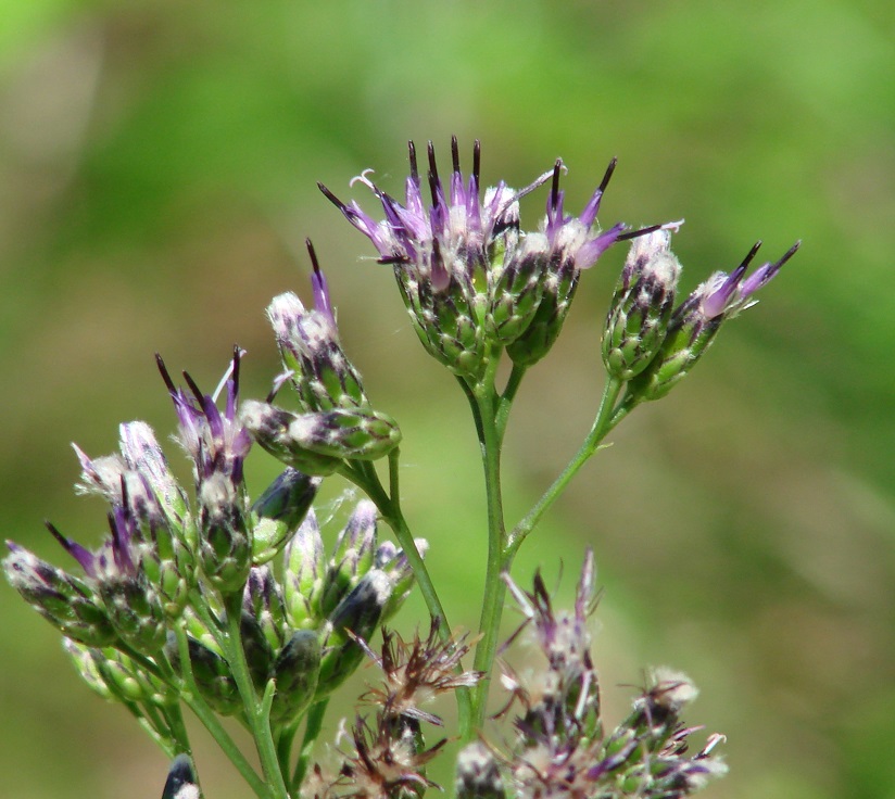 Изображение особи Saussurea parviflora.