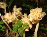 Hypopitys monotropa. Соцветия. Ленинградская обл., Выборгский р-н, окр. ст. Лейпясуо, лес около садоводства \"Флора\". 20.08.2008.