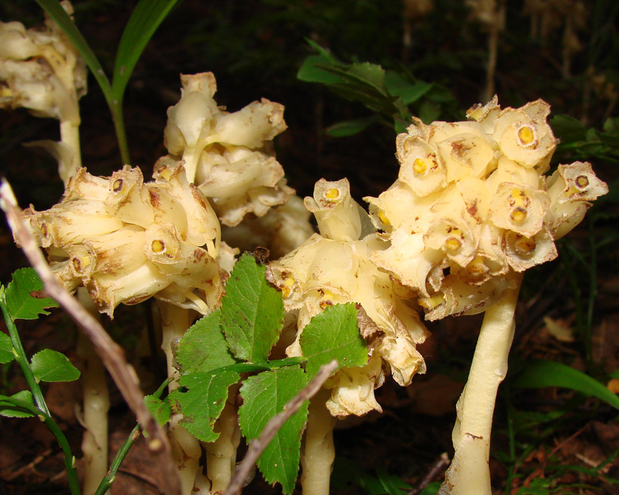 Изображение особи Hypopitys monotropa.