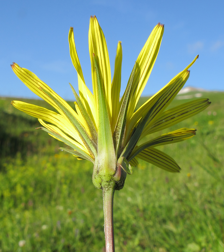 Изображение особи Tragopogon reticulatus.