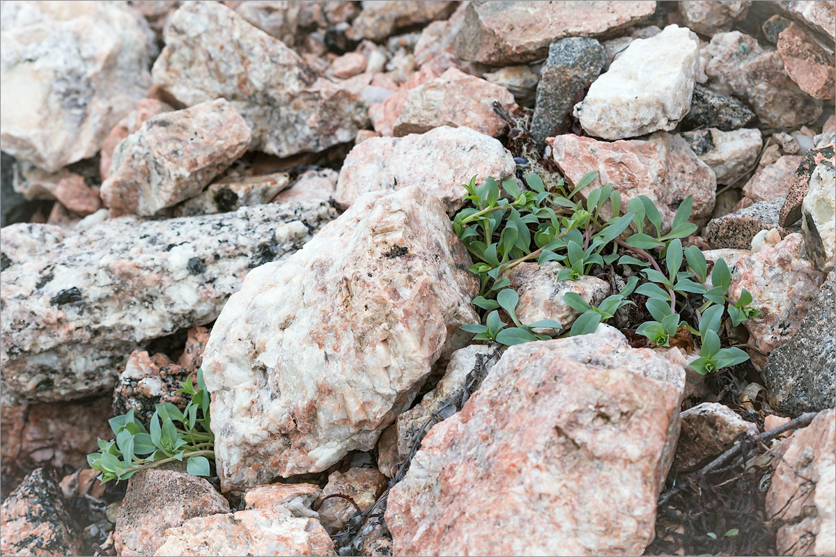 Image of Mertensia maritima specimen.